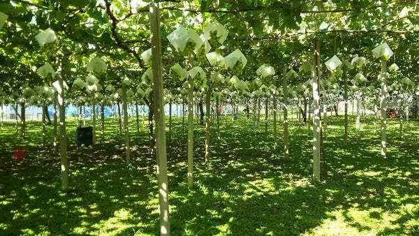 【八千代台発】フルーツ王国山梨でシャインマスカット食べ放題とお米すくい取り♪<コースNo.25-1082-C>(京成トラベル)2